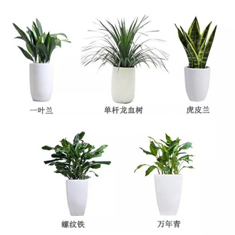 �����̻�ֲ������